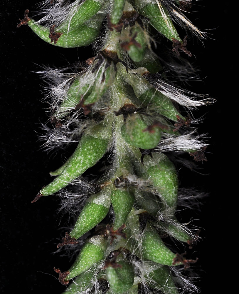 Flora of Eastern Washington Image: Populus tremuloides