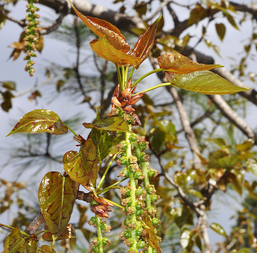 Flora of Eastern Washington Image: Populus trichocarpa
