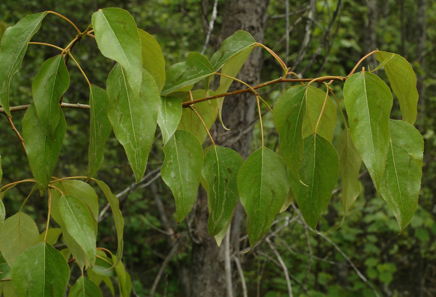Flora of Eastern Washington Image: Populus trichocarpa