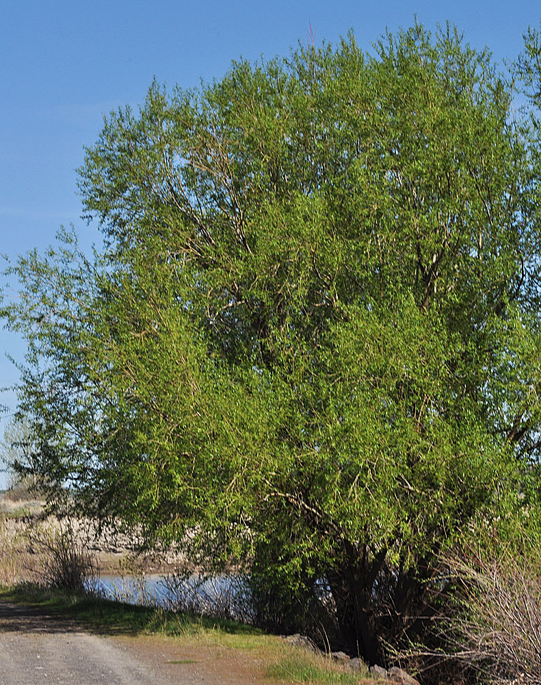 Flora of Eastern Washington Image: Salix amygdaloides