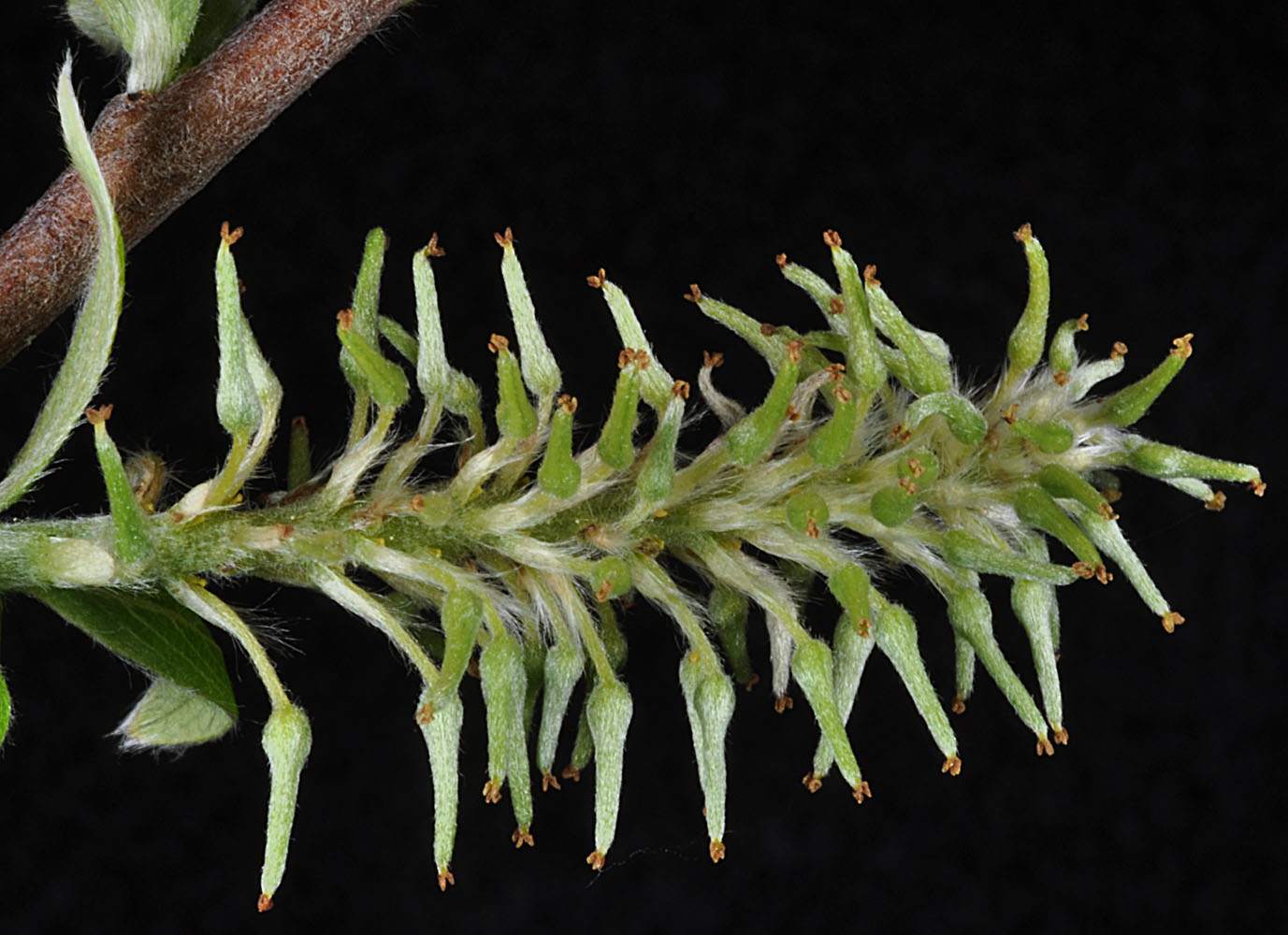 Flora of Eastern Washington Image: Salix bebbiana