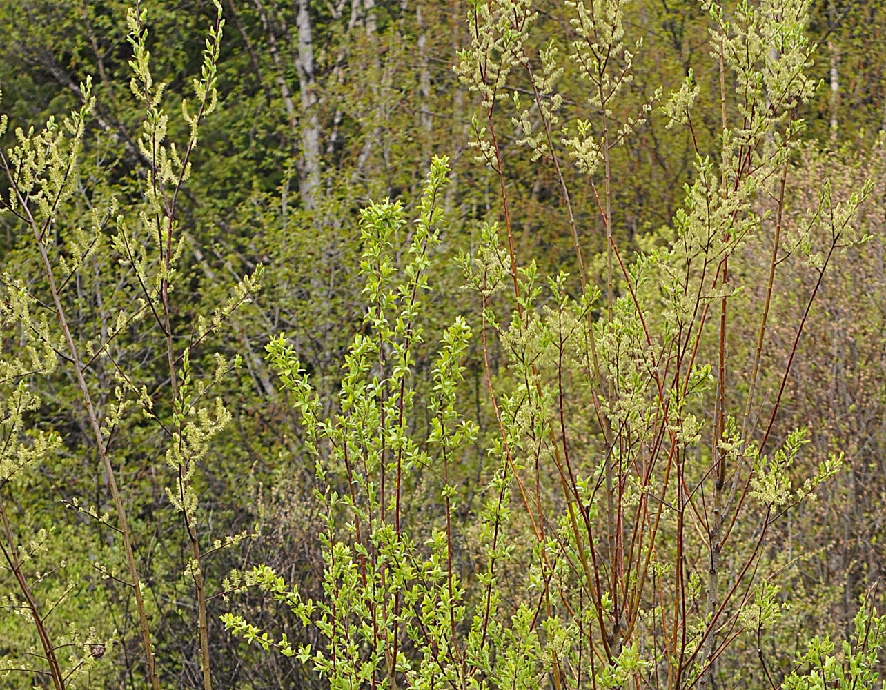 Flora of Eastern Washington Image: Salix bebbiana