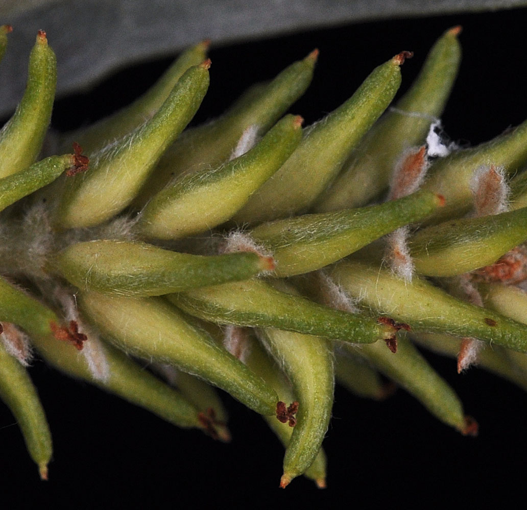 Flora of Eastern Washington Image: Salix exigua