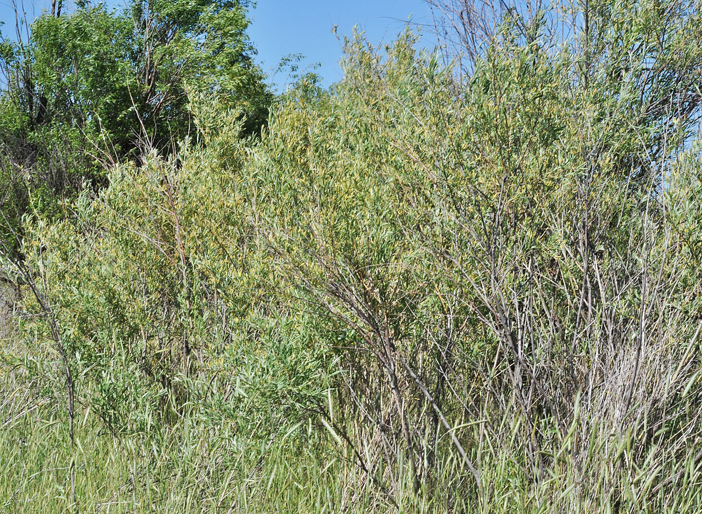 Flora of Eastern Washington Image: Salix exigua