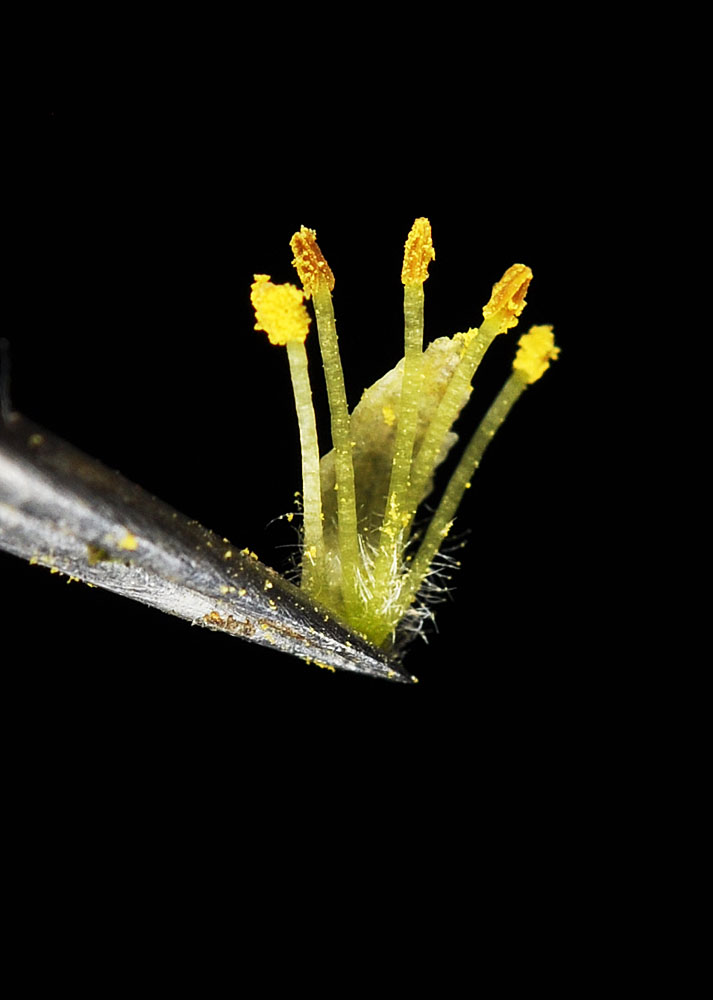 Flora of Eastern Washington Image: Salix lasiandra