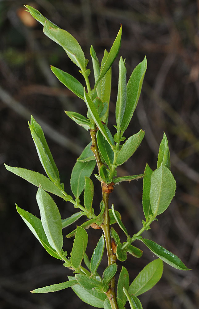 Flora of Eastern Washington Image: Salix lasiandra