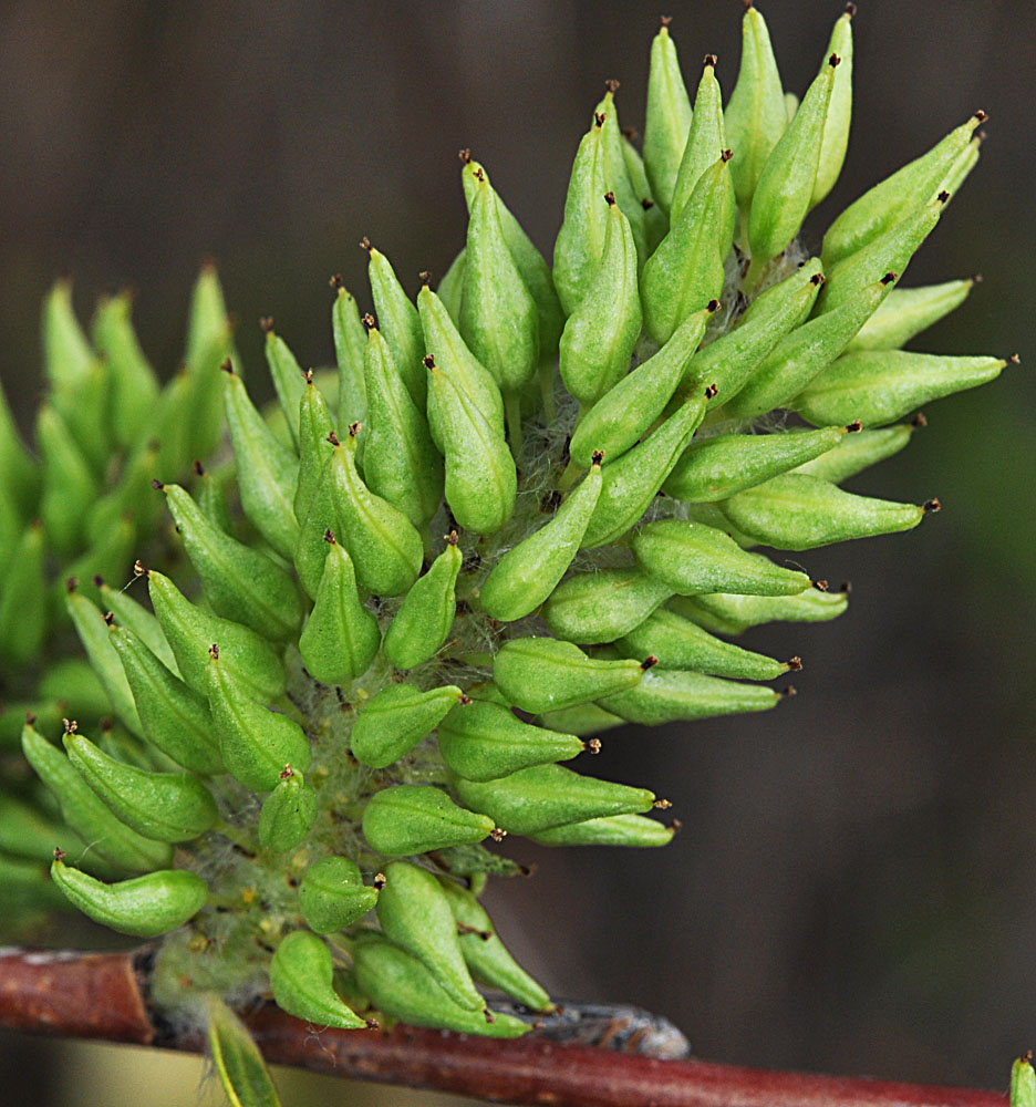Flora of Eastern Washington Image: Salix prolixa