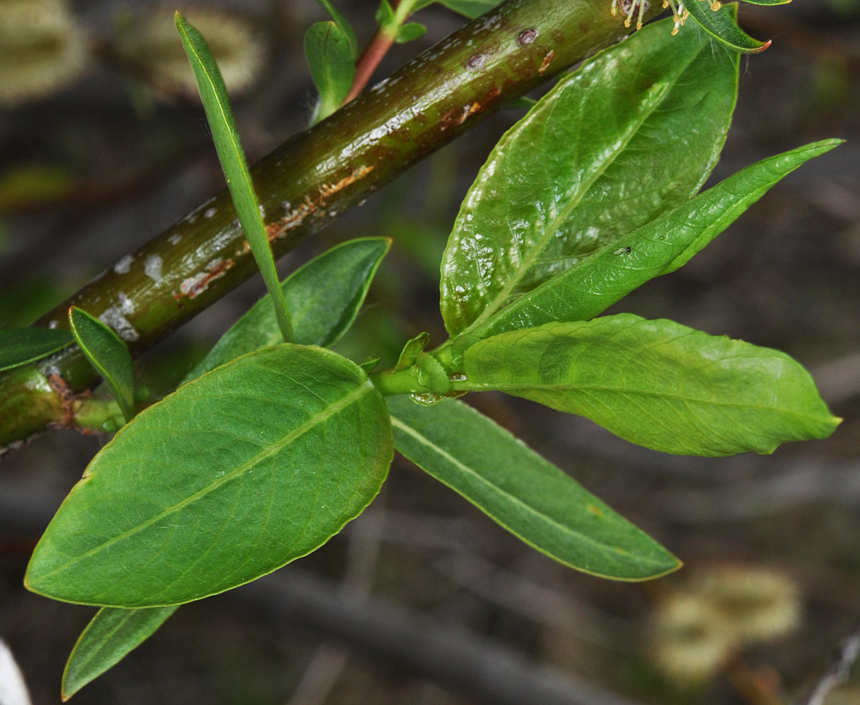 Flora of Eastern Washington Image: Salix prolixa