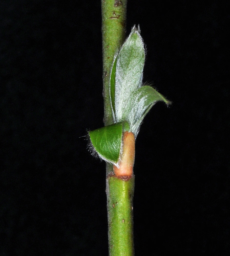 Flora of Eastern Washington Image: Salix scouleriana