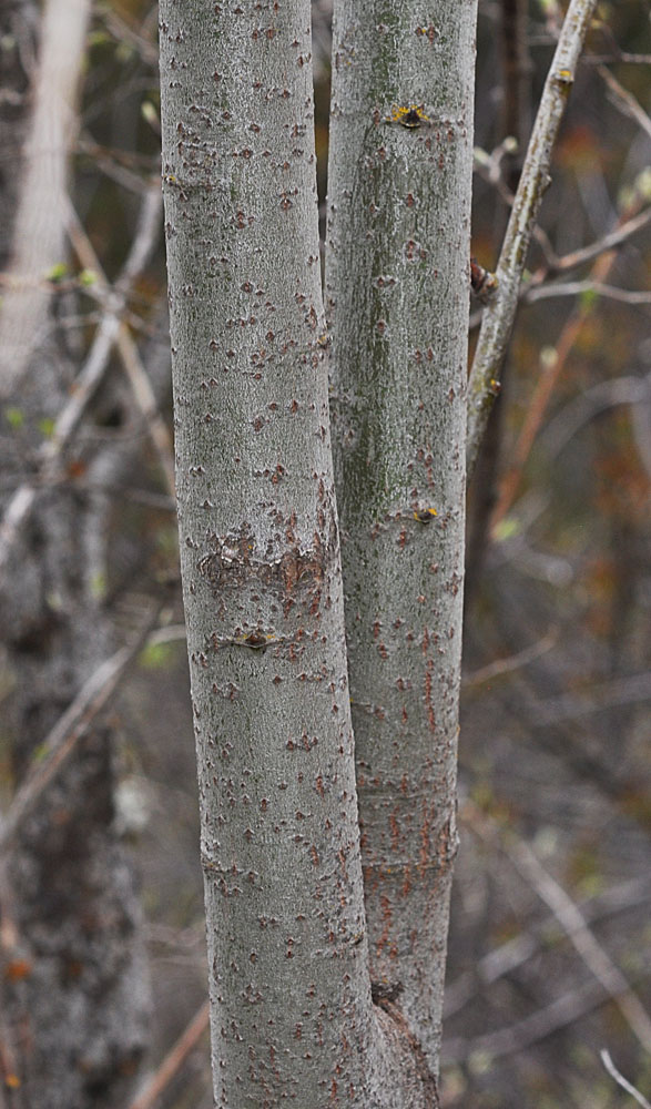 Flora of Eastern Washington Image: Salix scouleriana