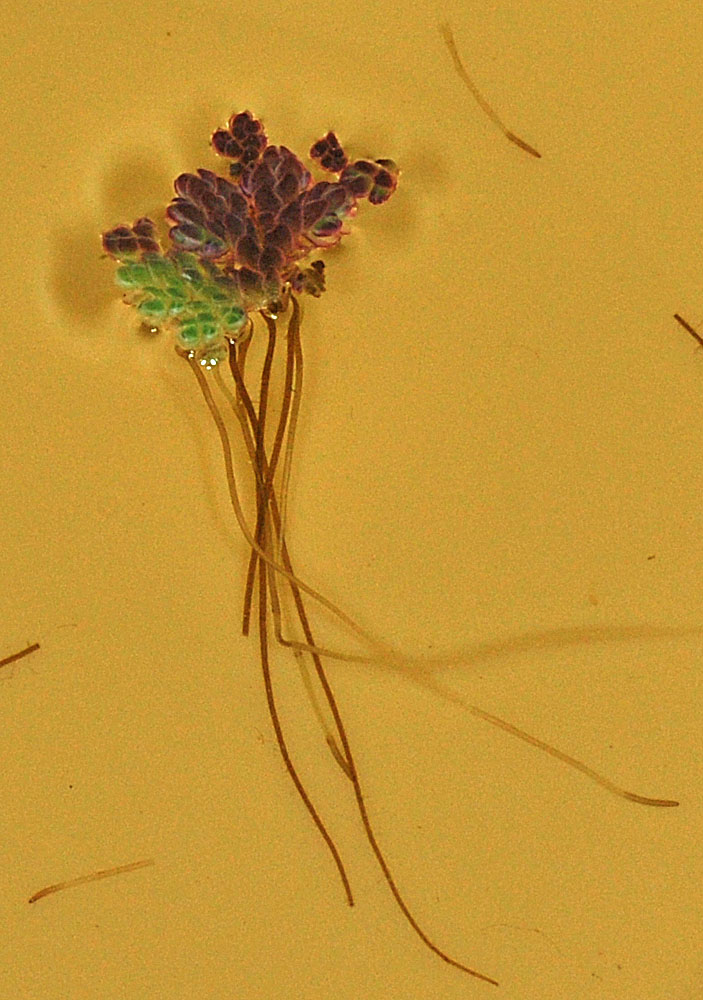 Flora of Eastern Washington Image: Azolla microphylla