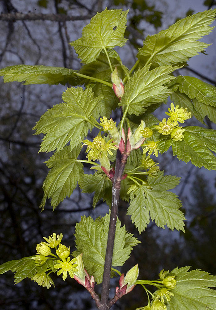 Flora of Eastern Washington Image: Acer glabrum
