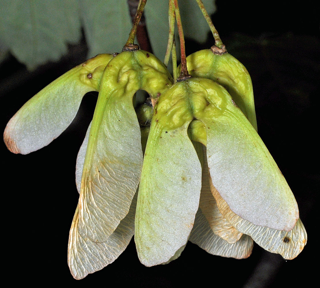 Flora of Eastern Washington Image: Acer glabrum