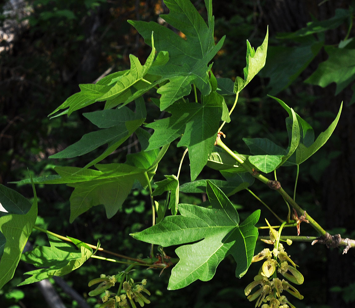 Flora of Eastern Washington Image: Acer macrophyllum