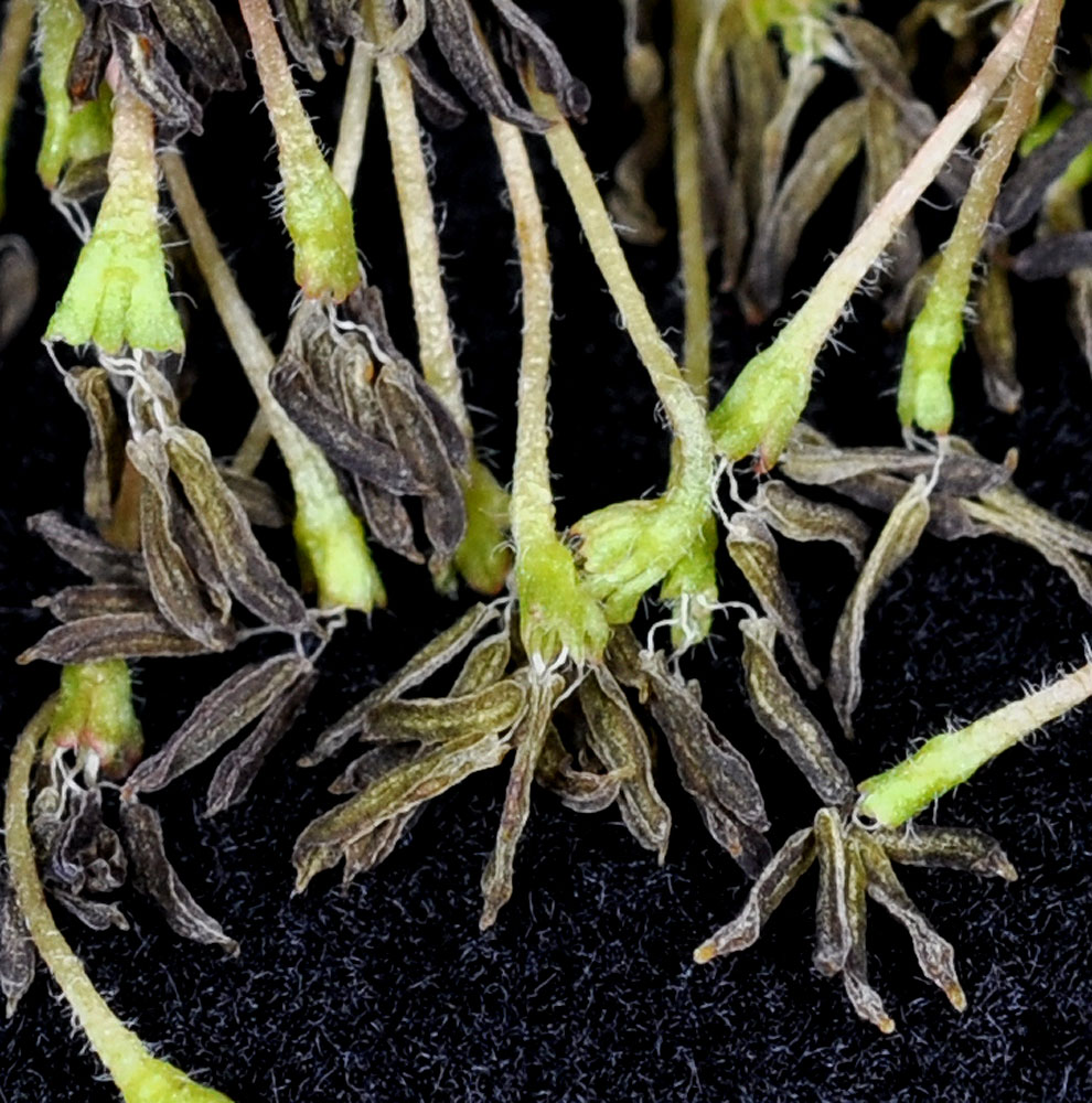 Flora of Eastern Washington Image: Acer negundo