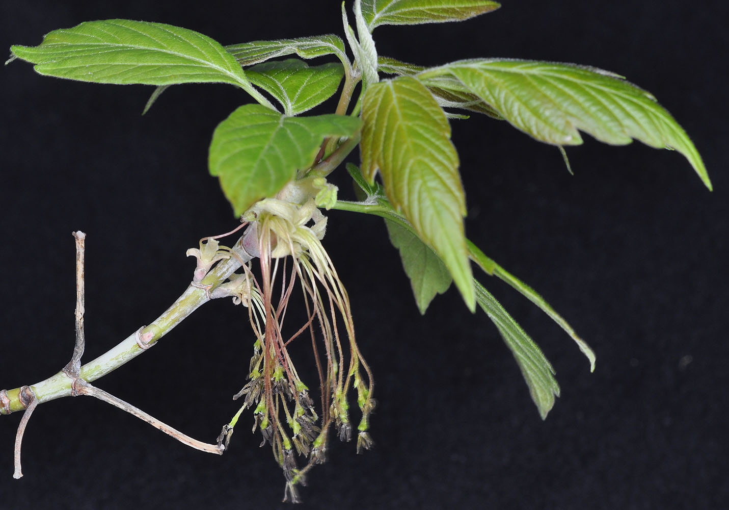 Flora of Eastern Washington Image: Acer negundo