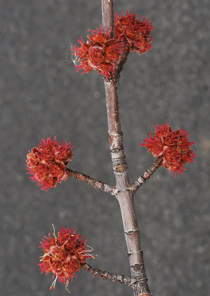 Flora of Eastern Washington Image: Acer saccharinum