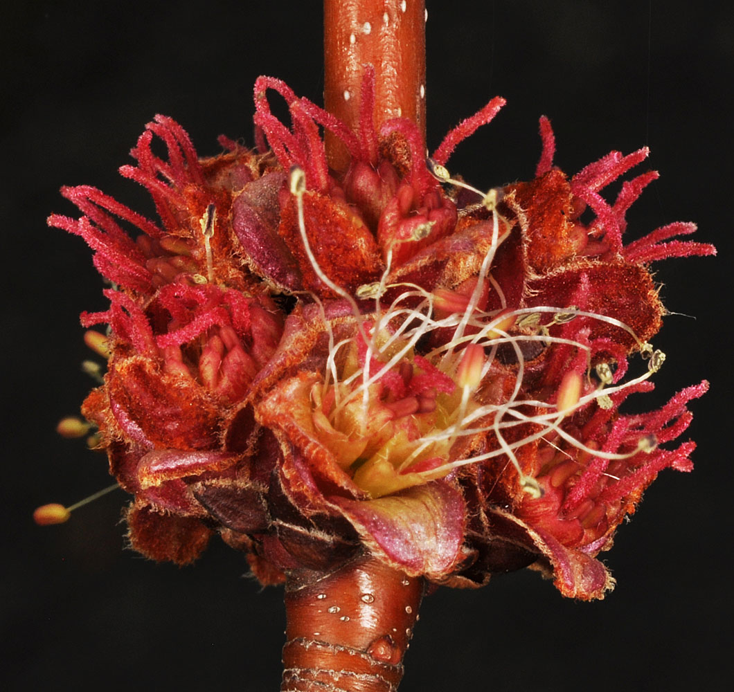 Flora of Eastern Washington Image: Acer saccharinum
