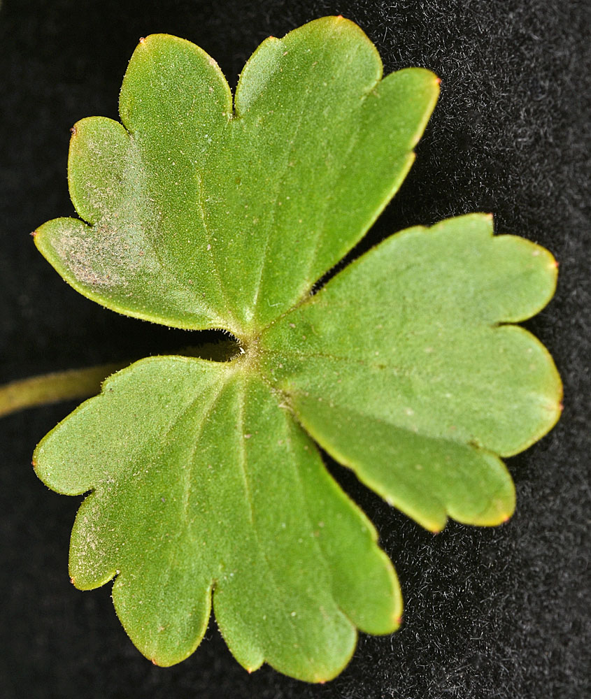 Flora of Eastern Washington Image: Hemieva ranunculifolia