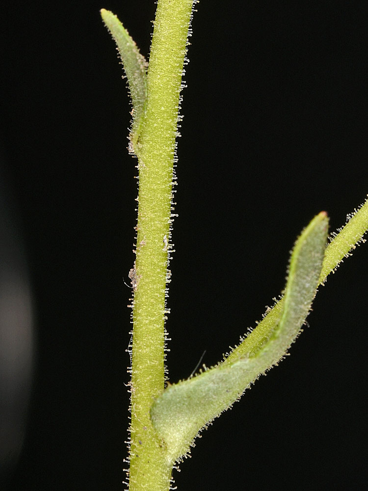 Flora of Eastern Washington Image: Hemieva ranunculifolia