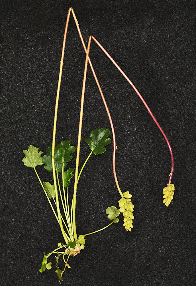 Flora of Eastern Washington Image: Heuchera cylindrica