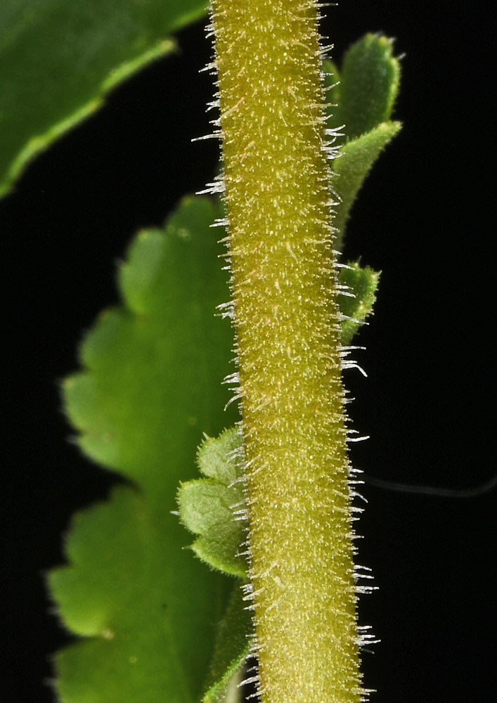 Flora of Eastern Washington Image: Heuchera cylindrica