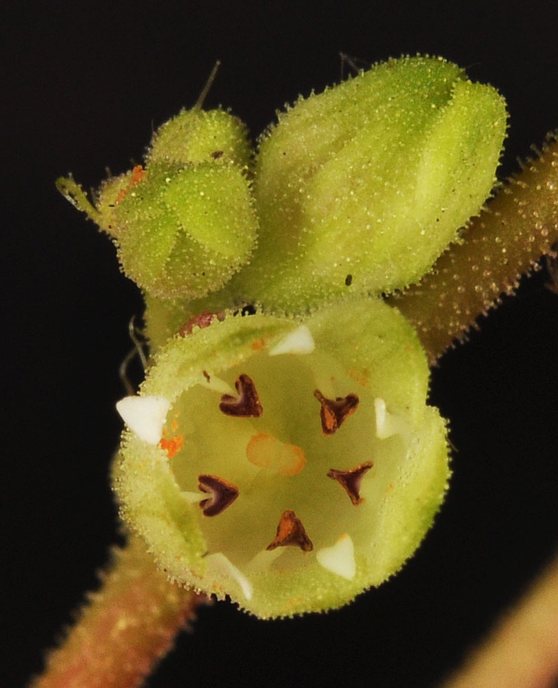 Flora of Eastern Washington Image: Heuchera grossulariifolia