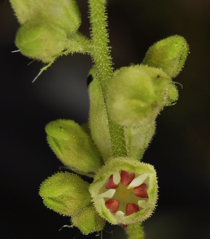 Flora of Eastern Washington Image: Heuchera grossulariifolia
