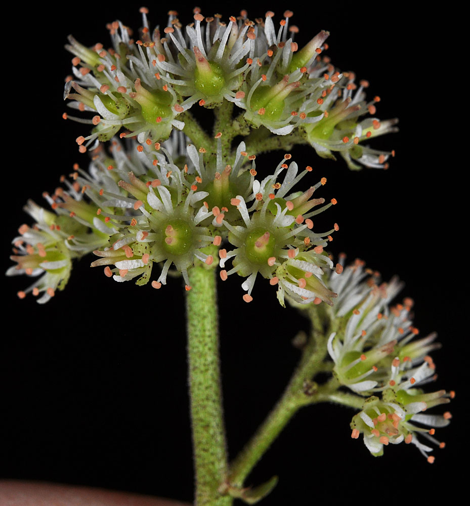 Flora of Eastern Washington Image: Leptarrhena pyrolifolia