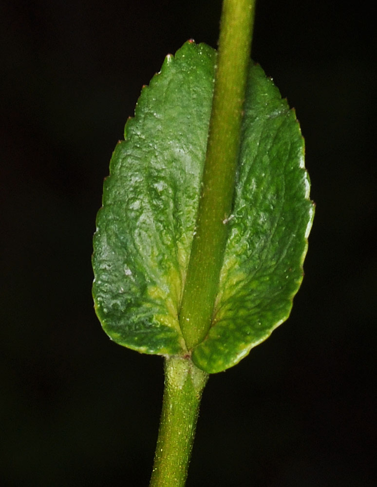 Flora of Eastern Washington Image: Leptarrhena pyrolifolia