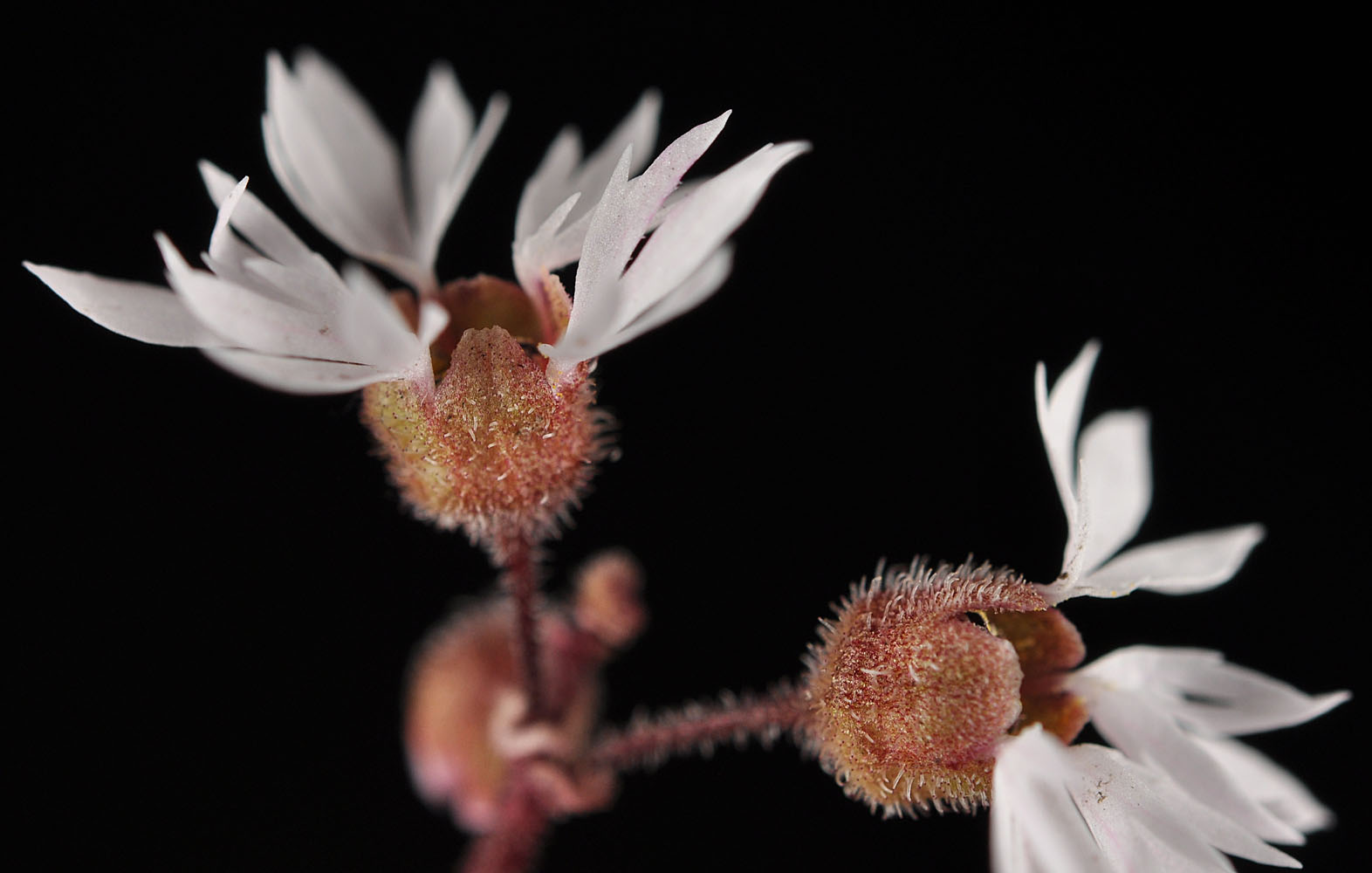Flora of Eastern Washington Image: Lithophragma glabra