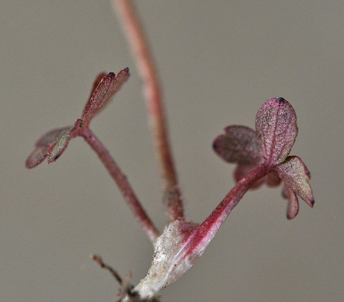 Flora of Eastern Washington Image: Lithophragma glabra