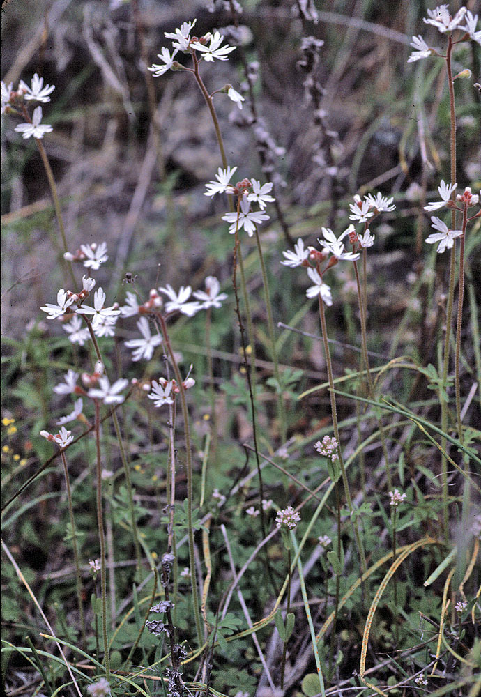 Flora of Eastern Washington Image: Lithophragma parviflora
