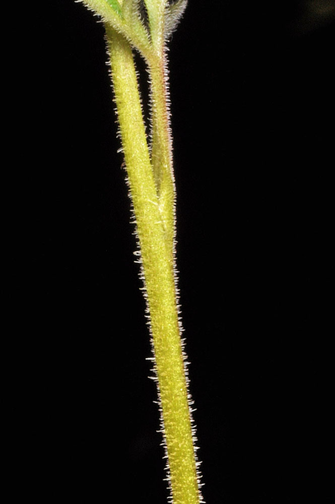 Flora of Eastern Washington Image: Lithophragma parviflora