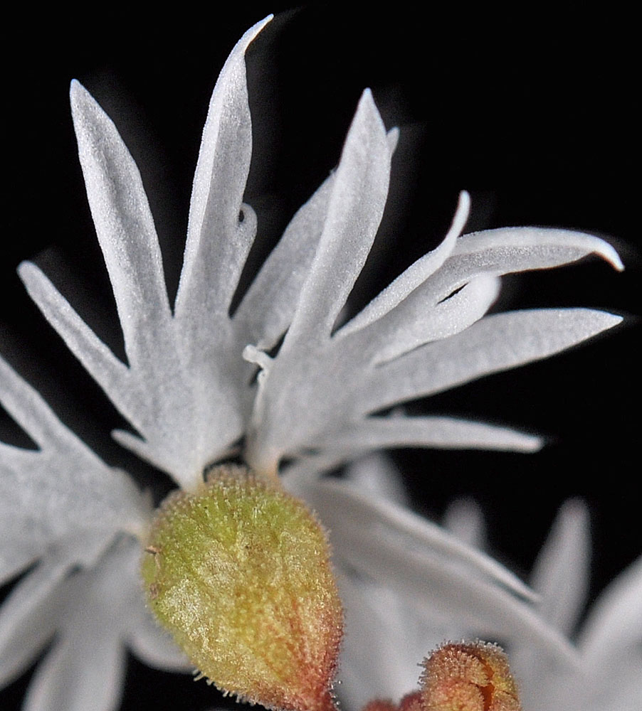 Flora of Eastern Washington Image: Lithophragma tenellum