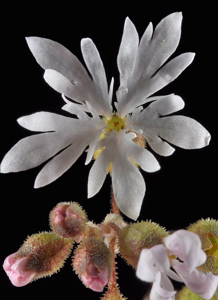Flora of Eastern Washington Image: Lithophragma tenellum