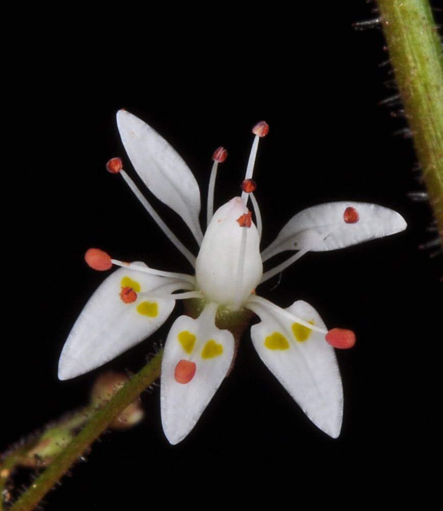 Flora of Eastern Washington Image: Micranthes ferruginea