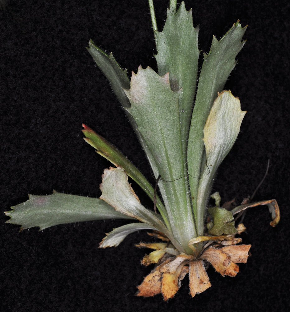 Flora of Eastern Washington Image: Micranthes ferruginea