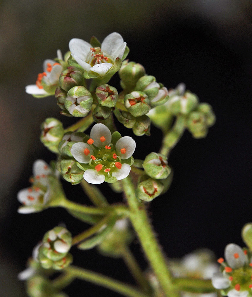 Flora of Eastern Washington Image: Micranthes fragosa