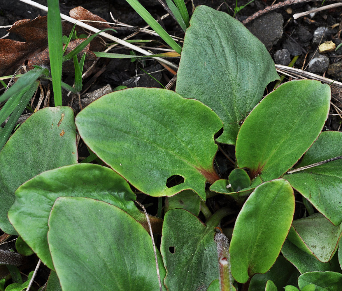 Flora of Eastern Washington Image: Micranthes fragosa