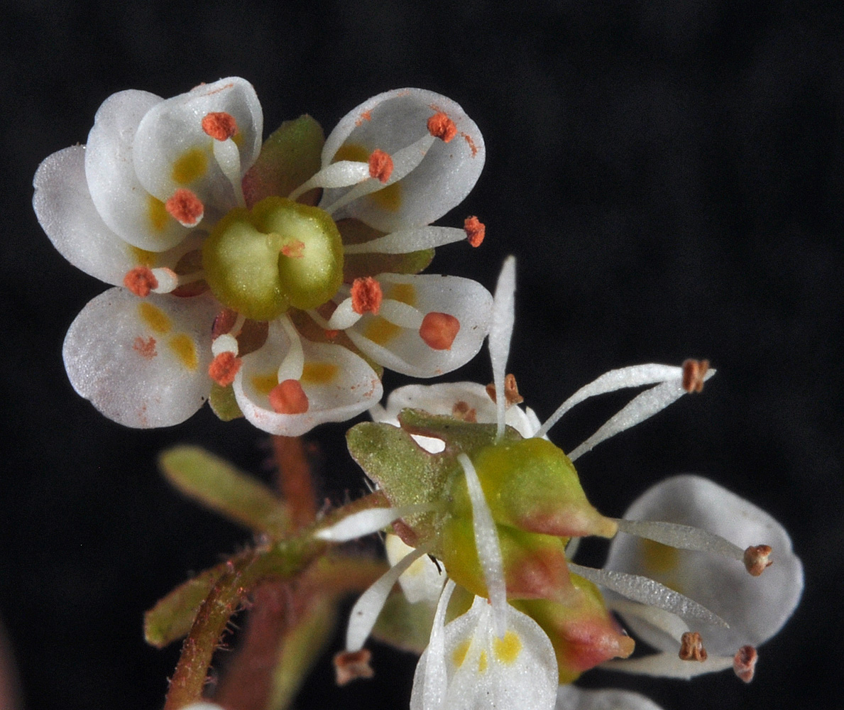 Flora of Eastern Washington Image: Micranthes idahoensis