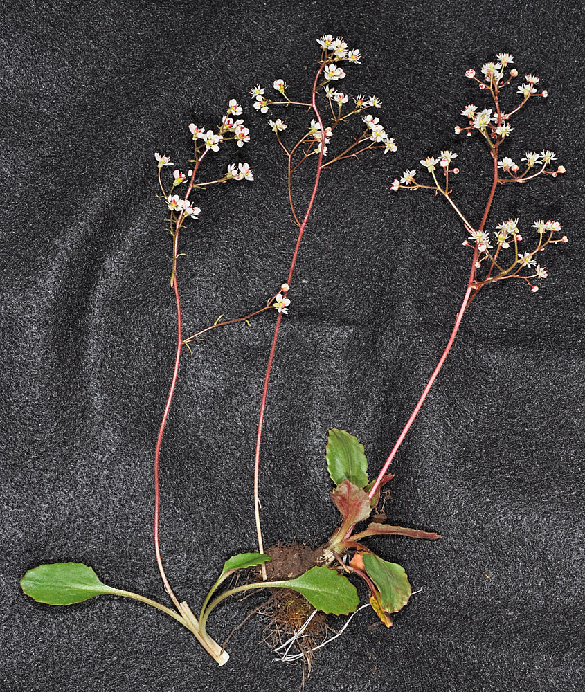Flora of Eastern Washington Image: Micranthes idahoensis