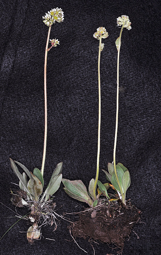 Flora of Eastern Washington Image: Micranthes integrifolia