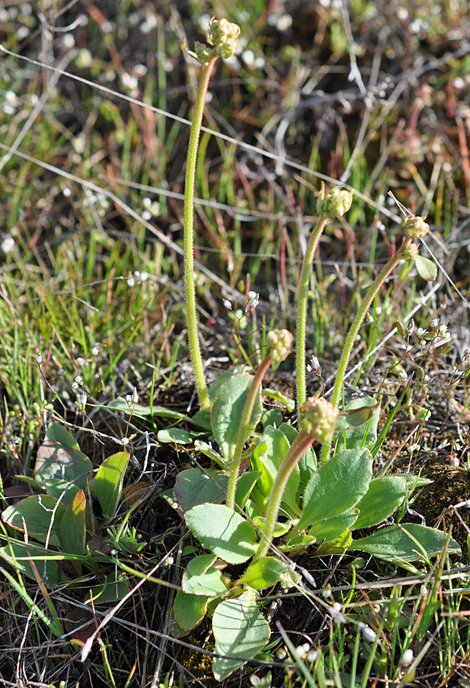 Flora of Eastern Washington Image: Micranthes nidifica