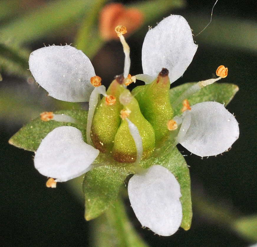 Flora of Eastern Washington Image: Micranthes occidentalis