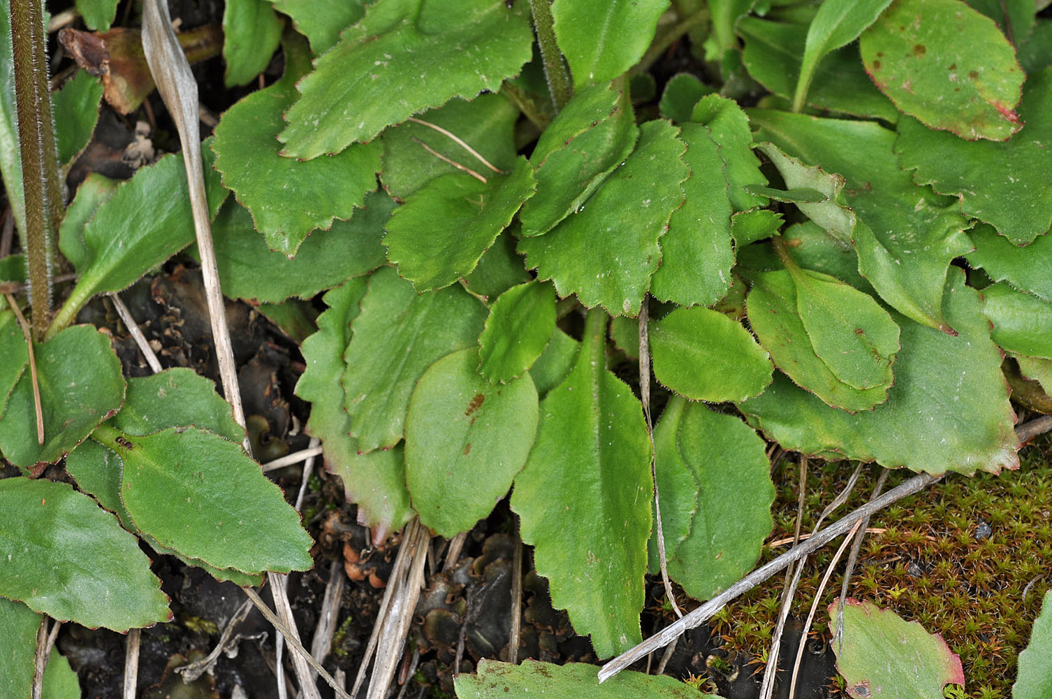 Flora of Eastern Washington Image: Micranthes occidentalis