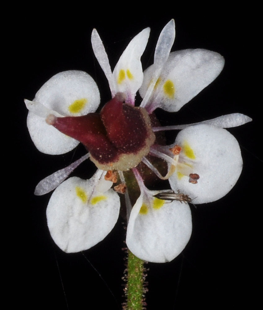 Flora of Eastern Washington Image: Micranthes odontoloma