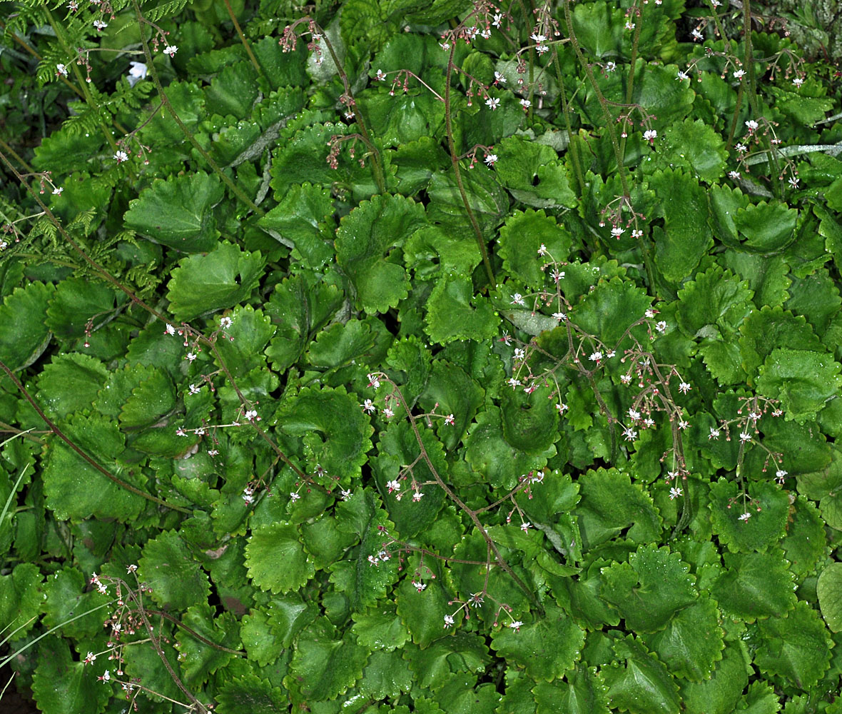 Flora of Eastern Washington Image: Micranthes odontoloma