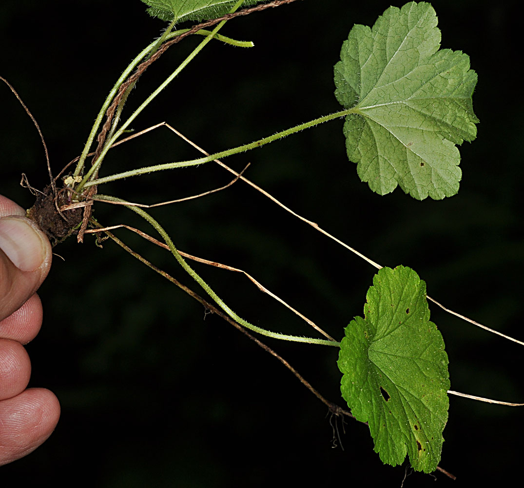 Flora of Eastern Washington Image: Mitella caulescens