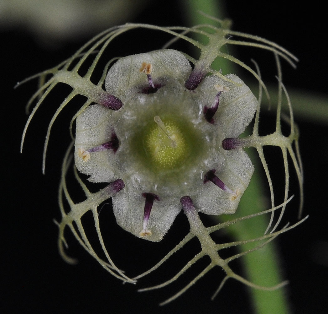Flora of Eastern Washington Image: Mitellastra caulescens